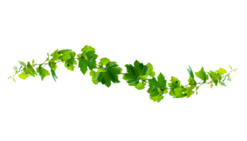 leaf vine Isolate on transparent background file png