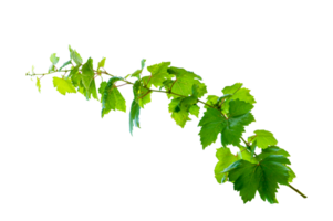 leaf vine Isolate on transparent background file png