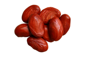 Jackfruit seed isolated on a transparent background png