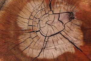 Wood texture of cut tree trunk, close-up photo