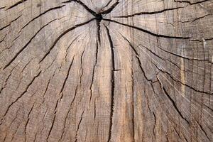 Wood texture of cut tree trunk, close-up photo