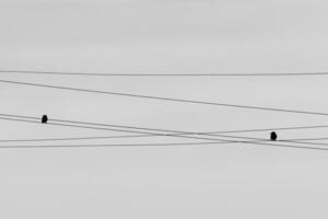 Crows are sitting on wires on a cloudy winter day. photo