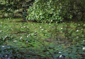 Close up view of couple of white waterlily in bloom floating on the lake photo