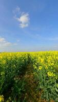 Smooth FPV flight through beautiful yellow rapeseed field in summer. video