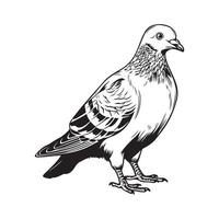 Pigeon image design isolated on white background vector