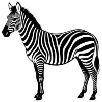 zebra silhouette illustration Design on a white background vector