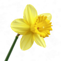 Generated Ai daffodil Single yellow on clear backdrop. png