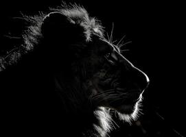 Close Up of a Lion Looking Upward Against a Black Background photo