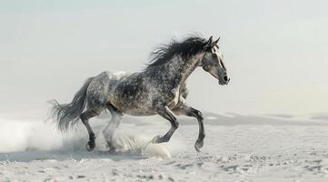 Grey Horse Running on a Sandy Beach With Dust Flying photo