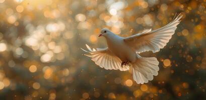 White Dove Flying Against Blurred Blue and Orange Background photo