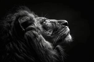 A Majestic Lion Looking Upward in Black and White Photography photo