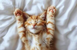 Adorable Orange Kitten Sleeping on White Bedding With Paws Raised photo