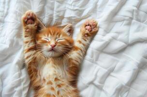 Adorable Orange Kitten Sleeping on White Bedding With Paws Raised photo
