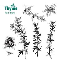 Thyme twigs, leaves and flowers hand drawn illustration vector