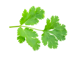 Top view set of fresh green coriander or Chinese parsley leaves isolated with clipping path in file format png