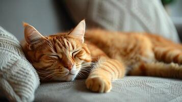 Cat Lounging on Couch Next to Potted Plant photo