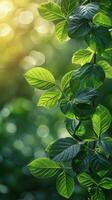 Close Up of Tree Branch With Leaves photo