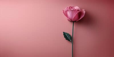 Pink Flowers Arranged on Pink Wall photo