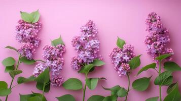 Cluster of Purple Flowers on Pink Background photo
