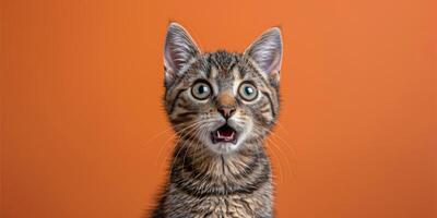 Close Up of a Cat With Its Mouth Open photo