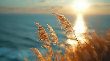 Sun Setting Over Water photo