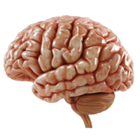 3d render of a Human Brain png