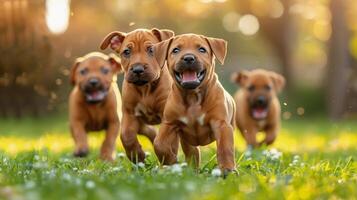 Three Puppies Running Through Grass photo