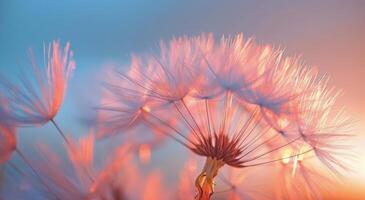 Delicate Dandelion Seeds Glowing in Golden Sunset Light photo