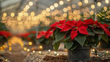 Red Poinsettia Plant In A Greenhouse With String Lights photo