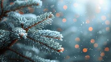 Close-Up of Snow-Covered Pine Tree photo