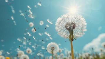 Dandelion Blowing in Wind on Sunny Day photo