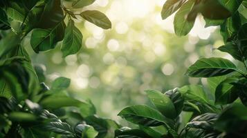 Close-Up of a Green Leafy Tree photo