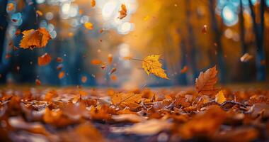 Autumn Leaves Falling in a Forest on a Sunny Day photo