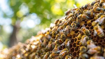 Group of Bees on Honeycomb photo