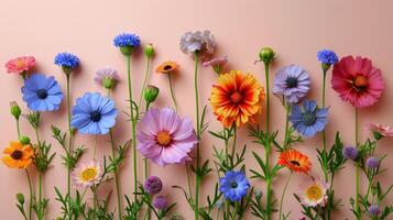 Colorful Flowers on Pink Wall photo