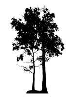 Realistic tree silhouette isolated on transparent background with clipping path and alpha channel png