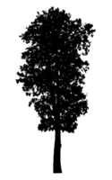 Realistic tree silhouette isolated on transparent background with clipping path and alpha channel png