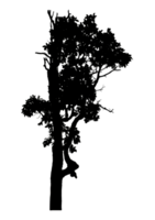Realistic tree silhouette isolated on transparent background with clipping path and alpha channel png