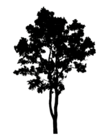 Realistic tree silhouette isolated on transparent background with clipping path and alpha channel png