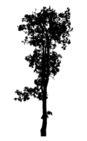 Realistic tree silhouette isolated on transparent background with clipping path and alpha channel png