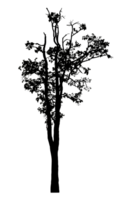 Realistic tree silhouette isolated on transparent background with clipping path and alpha channel png