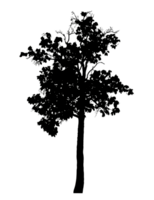 Realistic tree silhouette isolated on transparent background with clipping path and alpha channel png