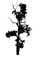 Realistic tree silhouette isolated on transparent background with clipping path and alpha channel png
