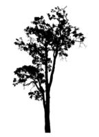 Realistic tree silhouette isolated on transparent background with clipping path and alpha channel png