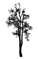 Realistic tree silhouette isolated on transparent background with clipping path and alpha channel png