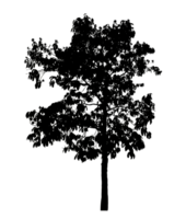 Realistic tree silhouette isolated on transparent background with clipping path and alpha channel png