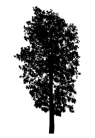 Realistic tree silhouette isolated on transparent background with clipping path and alpha channel png