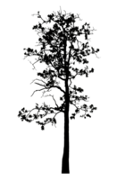Realistic tree silhouette isolated on transparent background with clipping path and alpha channel png