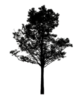 Realistic tree silhouette isolated on transparent background with clipping path and alpha channel png