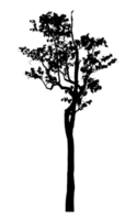Realistic tree silhouette isolated on transparent background with clipping path and alpha channel png